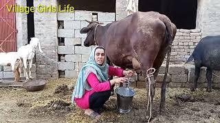 Cow Milking by Village Girl II لڑکی گائے کا دودھ نکالتے ہوئے ll VillageGirlsLife