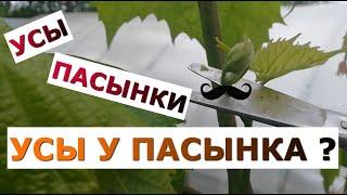 Продолжаю зеленые операции на техническом винограде.