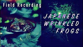 FIELD RECORDING WRINKLED FROGS IN JAPANフィールドレコーディング ツチガエル 鳴き声