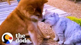 Dog Didnt Like Cuddling Until A Kitten Came Into His Life  The Dodo