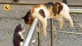 Funny Dogs And Cats Videos 2023  - Best Funniest Animal Videos Of The Month #10