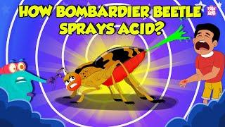 How Bombardier Beetle Sprays Acid?  Beetle Defense Mechanism  Deadliest Insects  Dr. Binocs Show