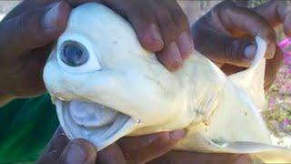 20 Mutant Fish Taking Over Waters Around the World