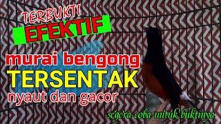 TERBUKTI EFEKTIF‼ murai bengong TERSENTAK respon nyaut dan gacor