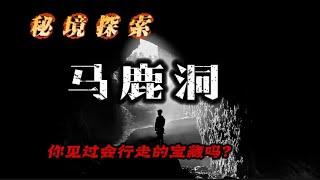 胆大小伙不信邪，探寻消水溶洞探索蔡相公的宝物，寻找会跑的宝藏