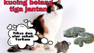 Keunggulan Kucing Belang Tiga Dari Kucing Lain