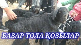 Келес Абай Қозы Қой бағасы  Мал базар 2023  Абай мал базары  Cattle market