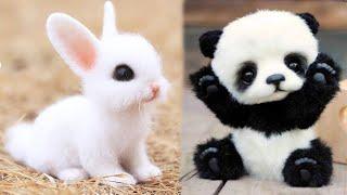 AWW Animals SOO Cute Cute baby animals Videos Compilation cute moment of the animals #7