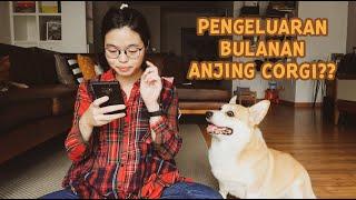 #70 Biaya Hidup Pelihara Anjing Corgi  LUNA HAPPY FAMILY  Indonesia