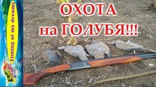 Охота на голубяМини отчет