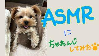 【ルゥ】ASMRにちゃれんじ