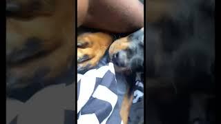 ROTTWEILER PUPPY HAS TOO MUCH ENERGY 