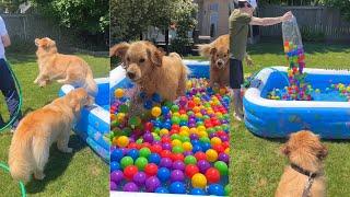 Golden Gets Ball Pit Pool For His Third Birthday