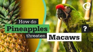 How do pineapples threaten macaws?