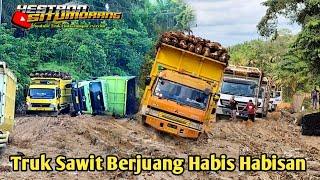 Berani Coba Truk Sawit Berjuang Sekuat Tenaga Untuk Bisa Lolos