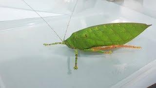 Borneo Orthoptera - Katydids  Heuschrecken