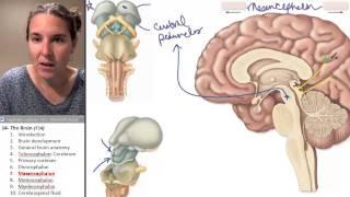 Brain 7- Mesencephalon