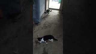 kucing kembar berantem terus #catlover #cat #kitten #meong #funnycats #kucat #funnypets #kucinglucu