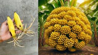 How To Grow Bananas Fruits To Bananas Trees Using Aloe Vera and Egg  grafting bananas trees