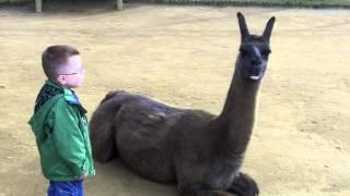 Llama spits in kids face