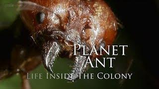 BBC – Planet Ant Life Inside the Colony 2013 1080p High Quality