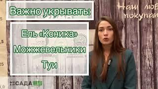 Укрытие хвойных растений на зиму от солнечных ожогов