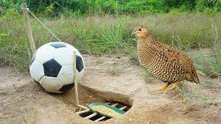 Creative building unique underground quail bird trap using football  Easy make quail bird trap