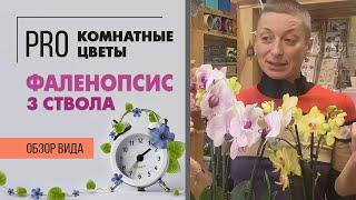 Обзор фаленопсисов - что такое 3 ствола  Почему я люблю фаленопсисы микс