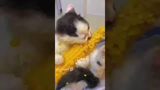 Funny Animal - Funny Animals Video  Cat King - Happy New Year 2024 VIMOMAX