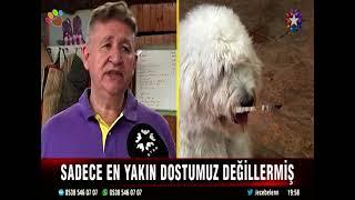 Köpekler doğdukları andan itibaren insanları anlayabiliyor