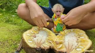 Bibi monkey going on a picnic harvesting jackfruit