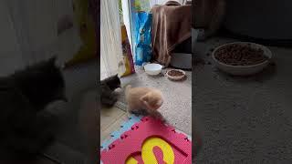 Котята изучают алфавит  Kittens learn the alphabet