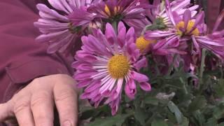 Gardening Tips  How to Grow Annual Chrysanthemum