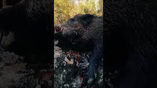 Wild boar hunting adventures #hunting #wildboar #hog #nature #adventure