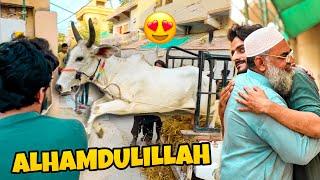 ALHAMDULILLAH QURBANI KA JANWAR LELIA   MISHKAT KHAN  COW MANDI