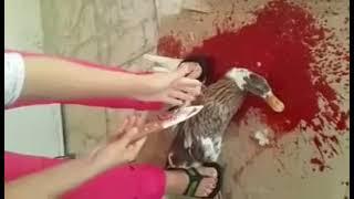 woman slaughter dukVideo source is below description