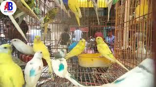 Bird Price Update  Recent all exotic bird  Gallif Street Pet Market  #bird #birdlover @Amitbirds