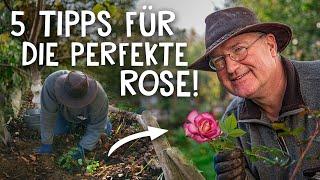 Rosen pflanzen leicht gemacht  - Tipps fürs Schneiden Düngen & Wässern