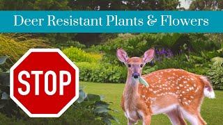 Deer Resistant Plants and Flowers  Deer Resistant Landscape