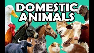 DOMESTIC ANIMALS  Learn Domestic Animals Sounds and Names For Children Kids And Toddlers