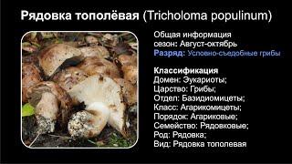 Рядовка тополёвая Tricholoma populinum