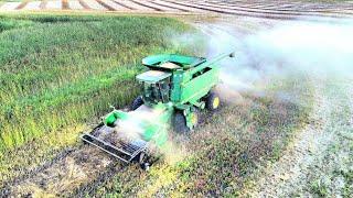 Into the canola