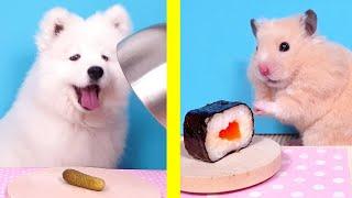 Hamster  Cat  Dog  FUNNY REACTIONS to NEW FOOD