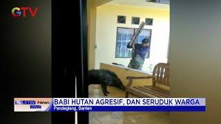 Seekor Babi Hutan Mengamuk Masuk Halaman Klinik di Pandeglang Banten #BuletiniNewsPagi 0311