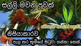 මුල සිටම නිසියාකාරව පුවක් පැලයක් සිටුවාගමු.how to grow arecanut plant#All round#srilanka#sinhala