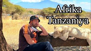 Afrikaga sayohat. Tanzaniya. Sevdim shu yurtni
