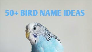 50+ Cute Bird Name Ideas  For all types of birds