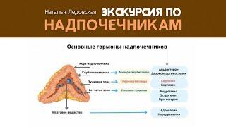 Экскурсия по надпочечникам