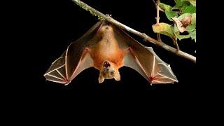 Fledermausgeräusche  bat sounds