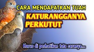 Cara mendapatkan Tuah Katuranggan Perkutut